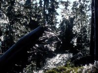 fruehling44 wilde waldwelt eisverziert - gruene zauberhafte einsamkeit